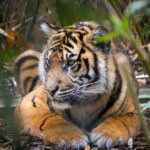 Taronga Zoo entry & Sydney Harbour 2-Day Hop On Hop Off Cruise - Detailed Breakdown of Stops