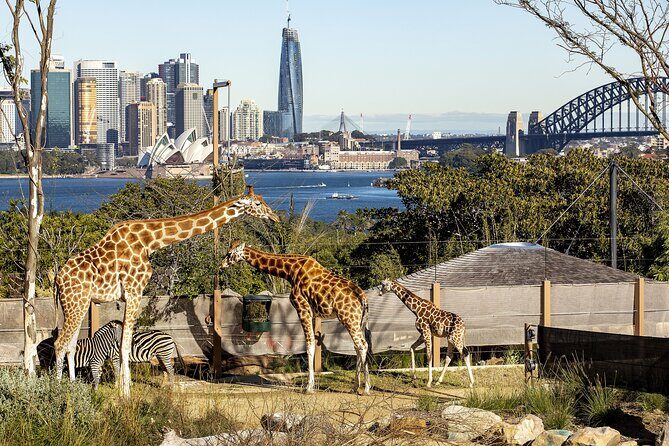 Taronga Zoo + Ferry Return Ticket - Authentic Experiences & Hidden Gems