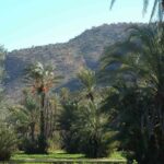 Taroudant and Tiout Oasis Trip With Lunch - Starting in Agadir: Comfortable Transportation