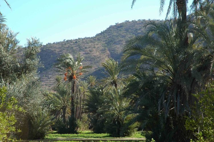 Taroudant and Tiout Oasis Trip With Lunch - Starting in Agadir: Comfortable Transportation