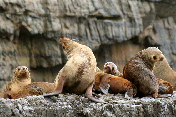 Tasman Island Cruises and Port Arthur Historic Site Day Tour from Hobart - The Itinerary in Detail