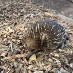 Tasmanian Wildlife and Mountain Shore Excursion - Who Should Consider This Tour?