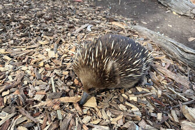 Tasmanian Wildlife and Mountain Shore Excursion - Who Should Consider This Tour?