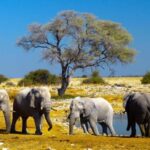 Taste of Namibia Adventure Tour - What Makes This Tour Stand Out?