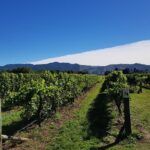 Taste the Valley Wine Tour in Marlborough with Wine Tasting - Why This Tour Offers Great Value