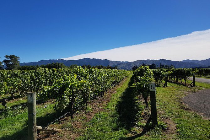 Taste the Valley Wine Tour in Marlborough with Wine Tasting - Why This Tour Offers Great Value