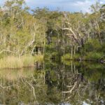 Tasty Noosa Everglades - What Makes This Tour Stand Out