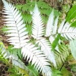 Tauranga Cruise Tour Rotorua Redwood and Maori Village Experience - What’s Included and What to Expect