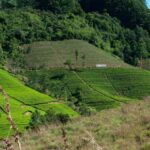 Tea Farm Tour (All Inclusive) - Exploring the Itinerary: What You Can Expect