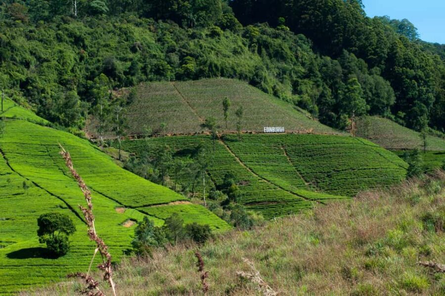 Tea Farm Tour (All Inclusive) - Exploring the Itinerary: What You Can Expect