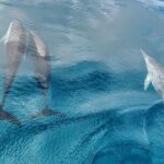 Teahupo'o Jurassic Tour and Private Diving - Authentic Insights from Past Travelers
