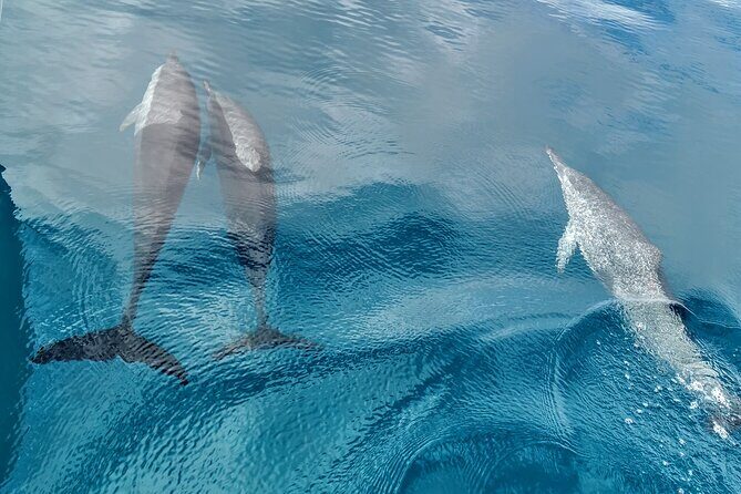 Teahupo'o Jurassic Tour and Private Diving - Authentic Insights from Past Travelers
