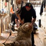 Tekapo: Merino Sheep Shearing and Sheepdog Demonstration - The Shearing Demonstration: Watching Experts at Work