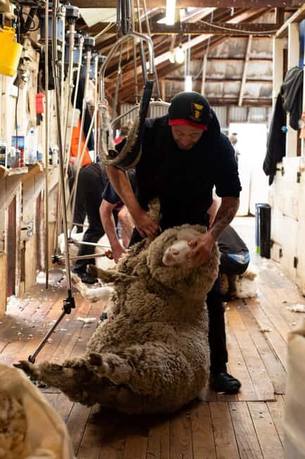 Tekapo: Merino Sheep Shearing and Sheepdog Demonstration - The Shearing Demonstration: Watching Experts at Work