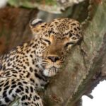 The Best Guide for the 3-Day Masai Mara Safari from Nairobi - What to Expect from the Experience