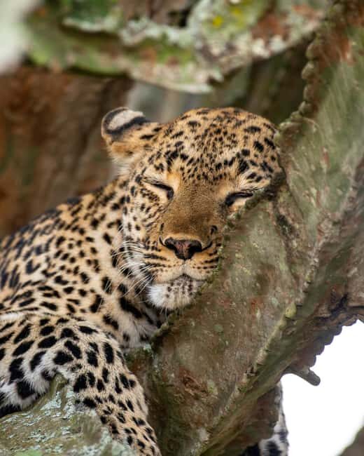 The Best Guide for the 3-Day Masai Mara Safari from Nairobi - What to Expect from the Experience