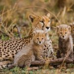 The Best of Three days Tarangire and Serengeti National Park - The Value of This Tour