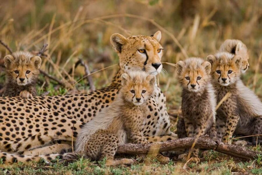 The Best of Three days Tarangire and Serengeti National Park - The Value of This Tour