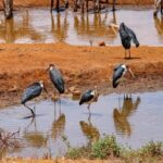 The Best Overnight Private Safaris to Amboseli National Park - The Itinerary Breakdown