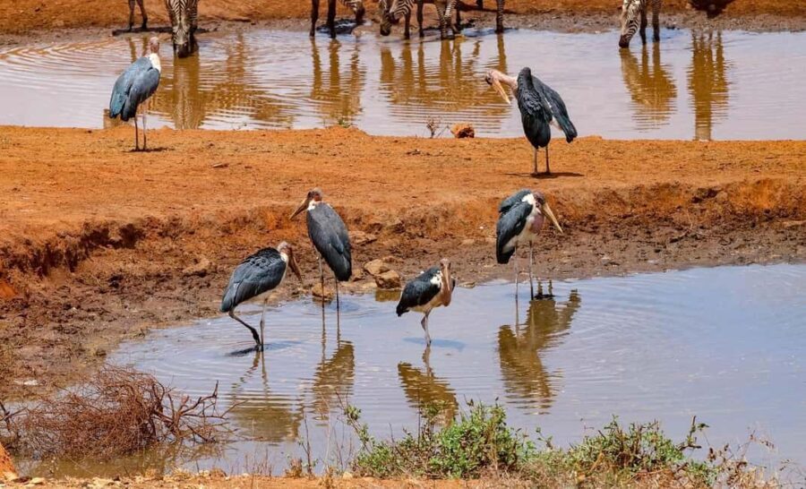 The Best Overnight Private Safaris to Amboseli National Park - The Itinerary Breakdown