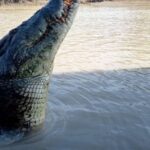 The best tour of Litchfield and crocodiles on the river - An In-Depth Look at the Tour Experience