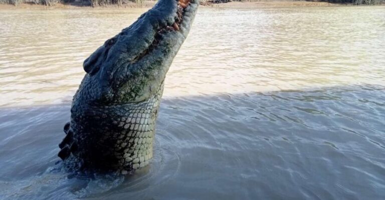The best tour of Litchfield and crocodiles on the river - An In-Depth Look at the Tour Experience