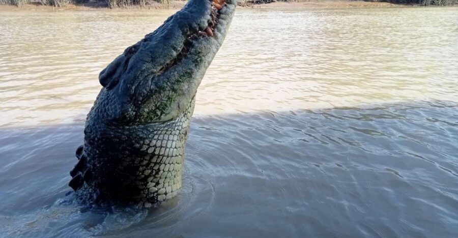 The best tour of Litchfield and crocodiles on the river - An In-Depth Look at the Tour Experience