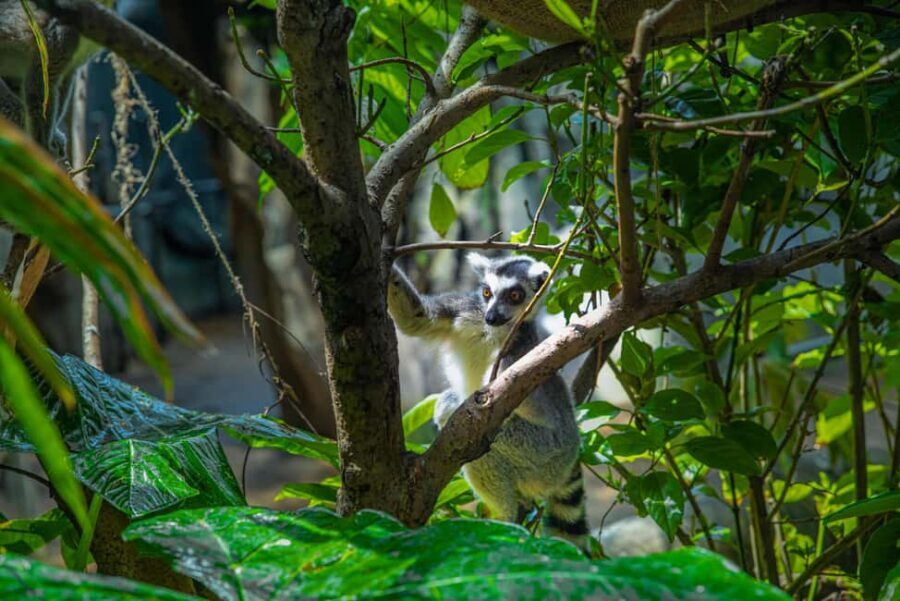 The Green Planet - Dubai's Unique Indoor Rainforest - Authentic Insights From Visitors