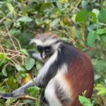 THE GREEN TOUR: Jozani Forest & Mangrove kayaking experience - Practical Details and Tips