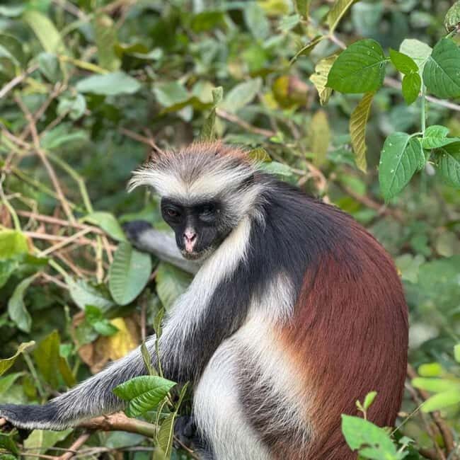 THE GREEN TOUR: Jozani Forest & Mangrove kayaking experience - Practical Details and Tips