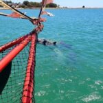 The Pirate Cruise in Mandurah on Viator - Why This Tour Works Well
