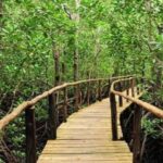 The Rock, Jozani Forest, Kuza Cave & Paje Beach - What Makes This Tour Stand Out?
