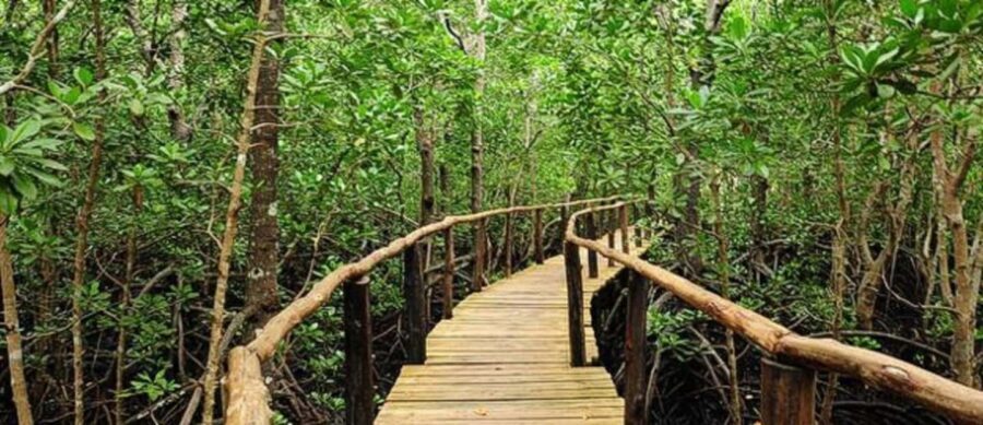 The Rock, Jozani Forest, Kuza Cave & Paje Beach - What Makes This Tour Stand Out?