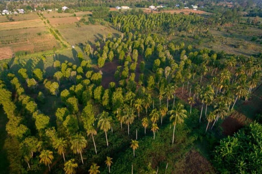 The spice farm and The city tour stone town - Practical Details and What to Expect