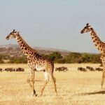 The Ultimate Tanzania Luxury Safari (All Inclusive Tour) - Final Thoughts: Who Will Love This Safari?