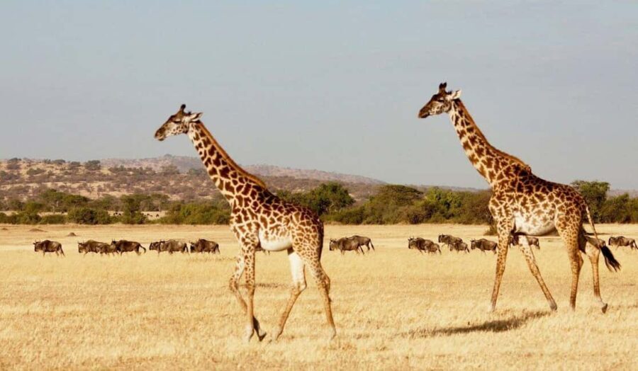 The Ultimate Tanzania Luxury Safari (All Inclusive Tour) - Final Thoughts: Who Will Love This Safari?