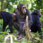 Three-day chimpanzee trekking adventure in Mahale NP - What to Consider Before Booking