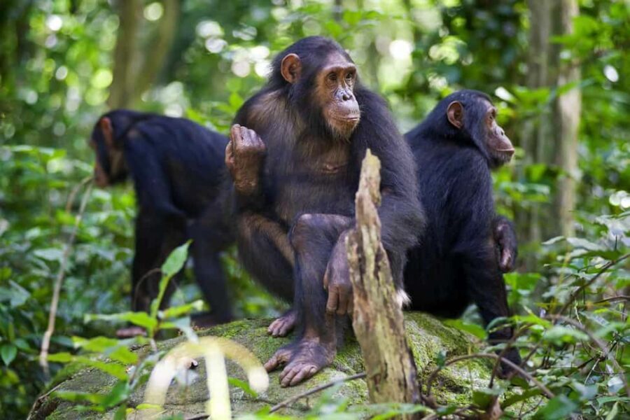 Three-day chimpanzee trekking adventure in Mahale NP - What to Consider Before Booking