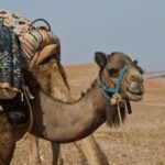 Three valleys, Atlas Mountain, waterfalls & Agafay Desert - Transportation, Timing, and Group Size