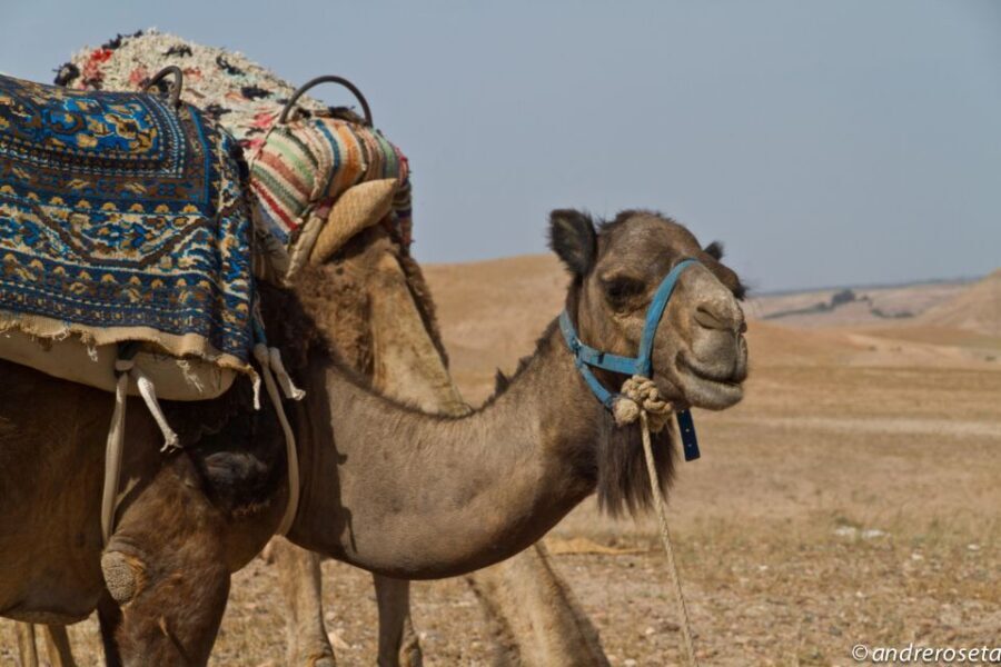 Three valleys, Atlas Mountain, waterfalls & Agafay Desert - Transportation, Timing, and Group Size