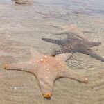 Tofo: Pansy Island and Pigs Island Day Trip - What’s Included and What to Bring