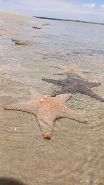 Tofo: Pansy Island and Pigs Island Day Trip - What’s Included and What to Bring