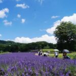 Tokyo: Gunma Scenic Day Trip with Fruit Picking, Crab Lunch - Why This Tour Offers Great Value