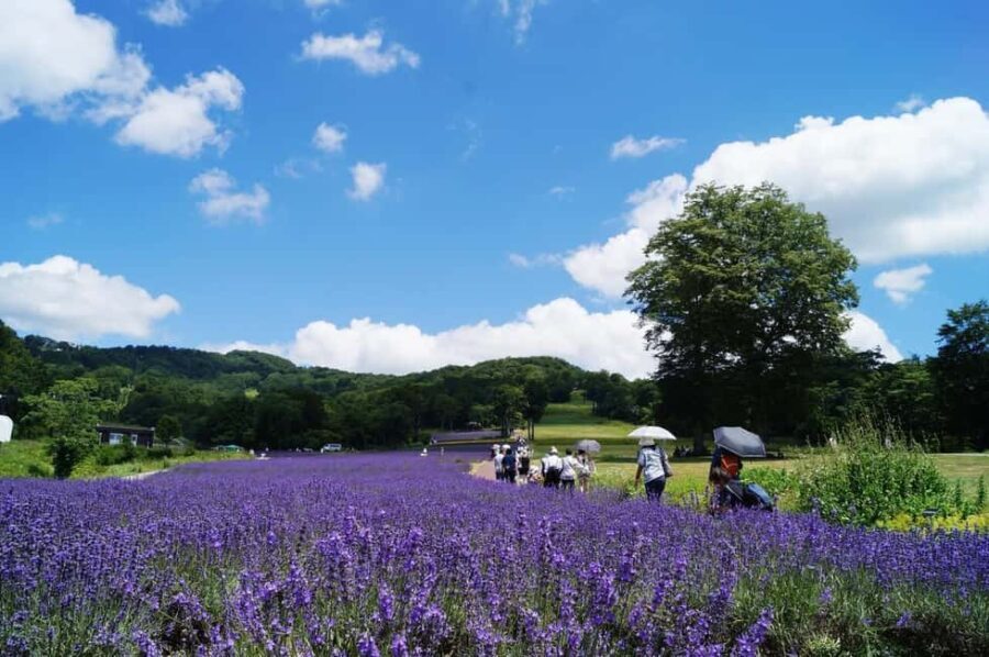 Tokyo: Gunma Scenic Day Trip with Fruit Picking, Crab Lunch - Why This Tour Offers Great Value