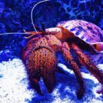 Tomb of the Pharaohs and Cairns Aquarium Combo - FAQs