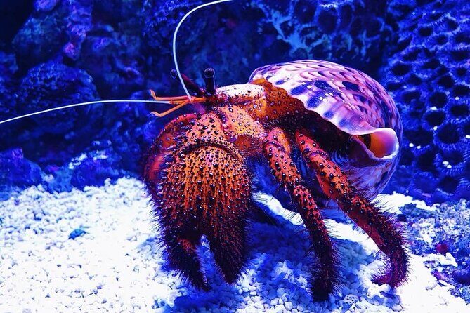 Tomb of the Pharaohs and Cairns Aquarium Combo - FAQs