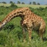 TOUR-L NAIVASHA/HELL'S GATE,CRESCENT ISLAND & GEOTHERMAL SPA - Walking Safari and Wildlife Encounters
