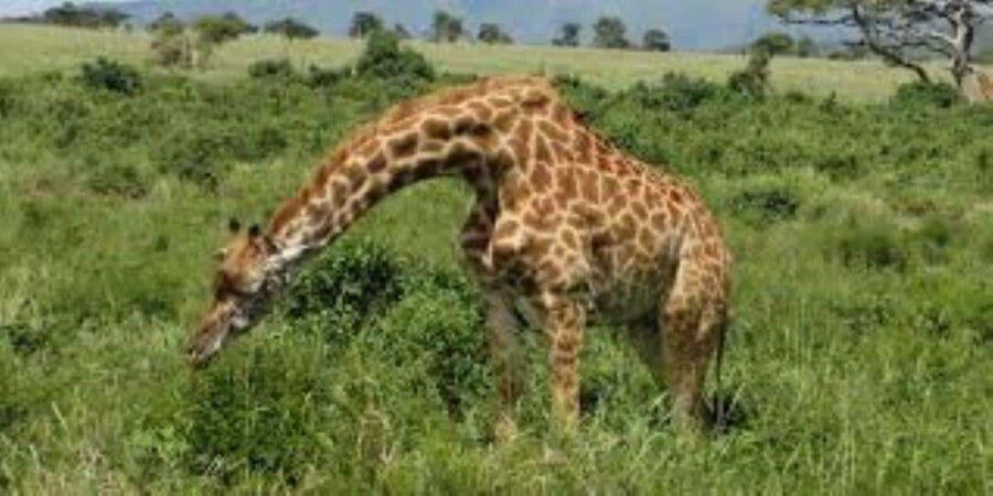 TOUR-L NAIVASHA/HELL'S GATE,CRESCENT ISLAND & GEOTHERMAL SPA - Walking Safari and Wildlife Encounters