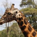 Tour Nairobi National Park Elephant Project Giraffe Center - The Sum Up