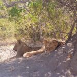 Tour Operator, River Cruises and Safari drives in the Chobe - Exploring the Experience: What to Expect